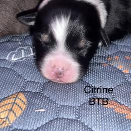 Citrine - Black tri-color female Australian Shepherd puppy in Augusta, Georgia from Incendia Aussies & Dobies