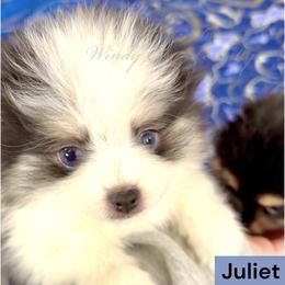 Juliet - Black and white female Pomsky puppy in Long Grove, Illinois from Windy City Pomsky