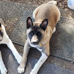 Akita Puppies from Mizuki Akita LLC.