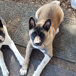 Akita Puppies from Mizuki Akita LLC.