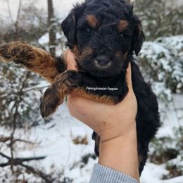 Gingerbread - Phantom female Goldendoodle puppy in Pennsylvania from Pennsylvanian Puppies