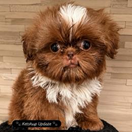 Ketchup - Red and white male Shih Tzu puppy in Orange, California from Shih Tzu Hauz
