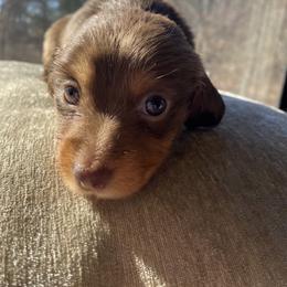 Dachshund Puppies from Doxie Dapples