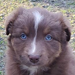 Dill - Red tri-color female Australian Shepherd puppy in Cottage Grove, Oregon from Farmstead Aussies