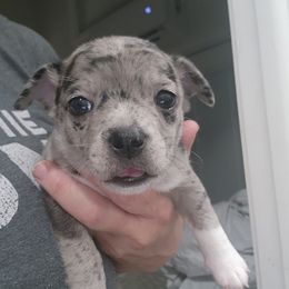 Companion Cross and French Bulldog Puppies from Legends Frenchton's, French Bulldogs & French Bullhuahua's