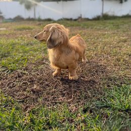 Miles - Dachshund