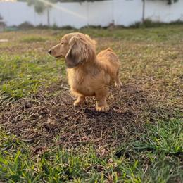 Miles - Dachshund