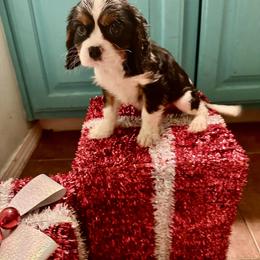 Barron Maximillian (Jason) - Tri-color male Cavalier King Charles Spaniel puppy in Broken Arrow, Oklahoma from Cavalier King Charles Heartland
