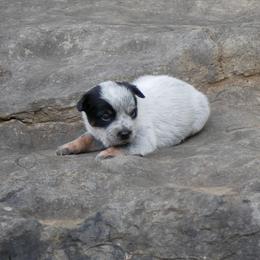 Betsy Ross - Blue mottled female Australian Cattle Dog puppy in Buffalo Valley, Tennessee from Buffalo Valley Breeders