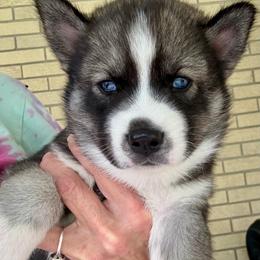 Koda - Agouti and white female Siberian Husky puppy in Walker, Louisiana from TRUHUSKY SIBERIANS