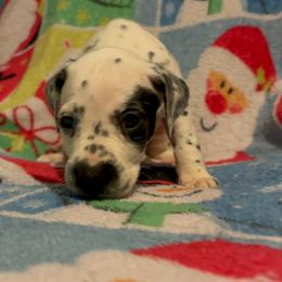 Orisha - White and black female Dalmatian puppy in Las Vegas, Nevada from 101 Dew Dream Valley Dalmatians