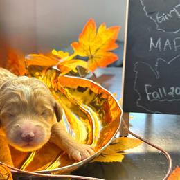Maple - Brown and white female Sheepadoodle puppy in Amherst, Ohio from Barking doodles