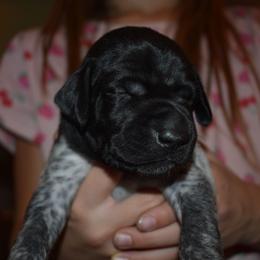 Bear-Dark blue - Black and white male German Shorthaired Pointer puppy in Riverdale, Michigan from Ninemire Farm