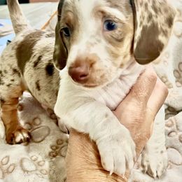 Florian - Piebald male Dachshund puppy in Fontana, California from DOXI.E.