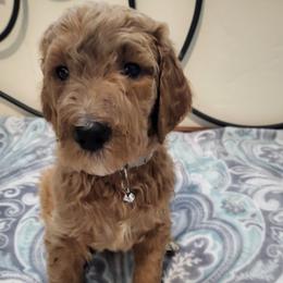 Goldendoodle and Poodle Puppies from Poodles 2 Doodles