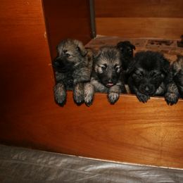 Shiloh Shepherd Puppies from Solace Shilohs