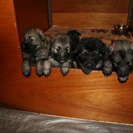 Shiloh Shepherd Puppies from Solace Shilohs