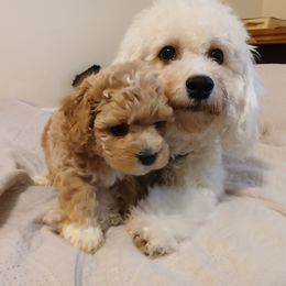 Havanese, Havapoo, and Poodle Puppies from Faithful Hearts Kennel
