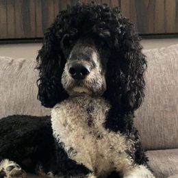 Frankie - Bernedoodle