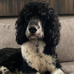 Frankie - Bernedoodle