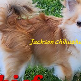 Chihuahuas from Jackson Chihuahuas