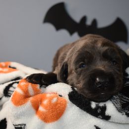 Dilute Retriever Puppies from Wicked Pines Retrievers