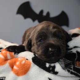 Dilute Retriever Puppies from Wicked Pines Retrievers