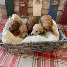 Goldendoodle Puppies from Connie’s Goldendoodles
