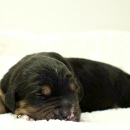 Winton - Black phantom male Aussiedoodle puppy in Decatur, Illinois from Signature Doodles