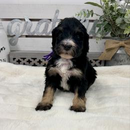 Milk - Phantom female Bernedoodle puppy in Hegins, Pennsylvania from Bubbling Springs Doodles, LLC