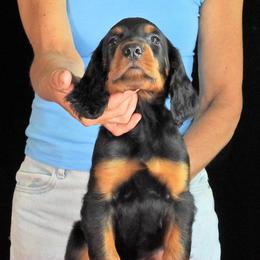 Red - Black and tan male Gordon Setter puppy in Huntingtown, Maryland from Laurel Hill