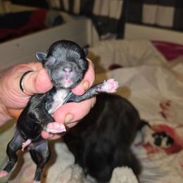 Lexi - Brindle and white female Shih Tzu puppy in Cook County, Illinois from My Tzu Crew