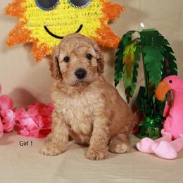Girl 1 - Apricot female Labradoodle puppy in Colonial Beach, Virginia from Bristol Mine Kennels