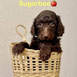 Sugarbee - Brown male Poodle puppy in Julian, California from Above the Pines Poodles