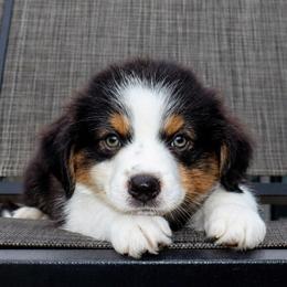 Ares - Black tri male Miniature Australian Shepherd puppy in Guthrie, Oklahoma from Raised Right Pups