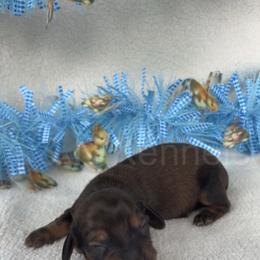 Boy 1 - Sable male Dachshund puppy in Brandon, Mississippi from A & N Kennels