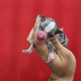Echo - Merle female Pomsky puppy in Mc Callsburg, Iowa from SZ Rolling Acres LLC