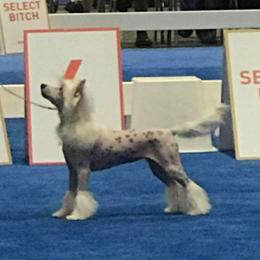 Luara - Chinese Crested