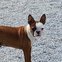 Ollie - Boston Terrier