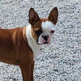 Ollie - Boston Terrier