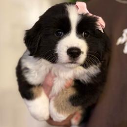 Rosemary - Black tri female Miniature American Shepherd puppy in Riverton, Utah from Iron Spirit Homestead & Aussies