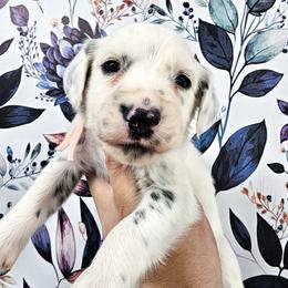 Peach - White and black female Dalmatian puppy in Gray, Georgia from Fuller Spots