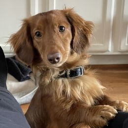 Jasper AKC trouble maker  - Dachshund
