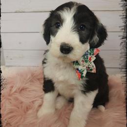 Sally - Black and white female Sheepadoodle puppy in Farley, Iowa from Iowa's Doodle Co.