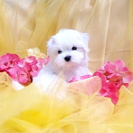 Jaq - White male Maltese puppy in Fresno, California from Soua's Pups