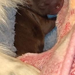 Faith - Chocolate female Pomeranian puppy in Illinois from Maribel Poms