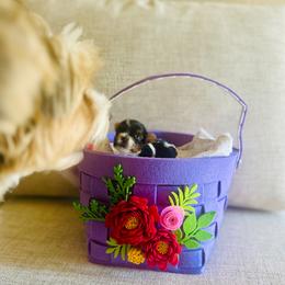 Boy 2 - Mini Size - Charting Weight to be 3.5lbs - Black tan and white male Biewer Terrier puppy in Litchfield Park, Arizona from Phoenix Golden Retriever & Biewer Terriers