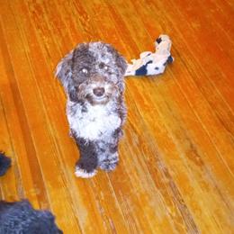 Cockapoo, Double Doodle, Goldendoodle, Poodle, Sheepadoodle, and Shihpoo All Grown Up from Peace, Love, and Puppies at the Creek