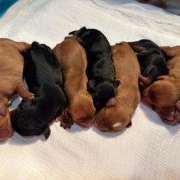 Boy 1 - Black and tan male Cavalier King Charles Spaniel puppy in Solon, Iowa from Hickory House Cavaliers