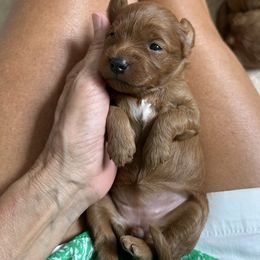Buttercup - Red female Cavapoo puppy in Aiken, South Carolina from Cavapoos of the Carolinas